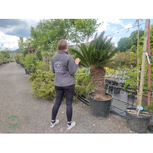 Cykas japonský (Cycas revoluta) - výška 150-180 cm, výška kmeňa 80 cm, obvod kmeňa 80/90 cm, kont. C110L - EXEMPLÁR